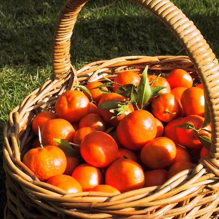 Finca Cas Sant Sóller Eksteriør billede