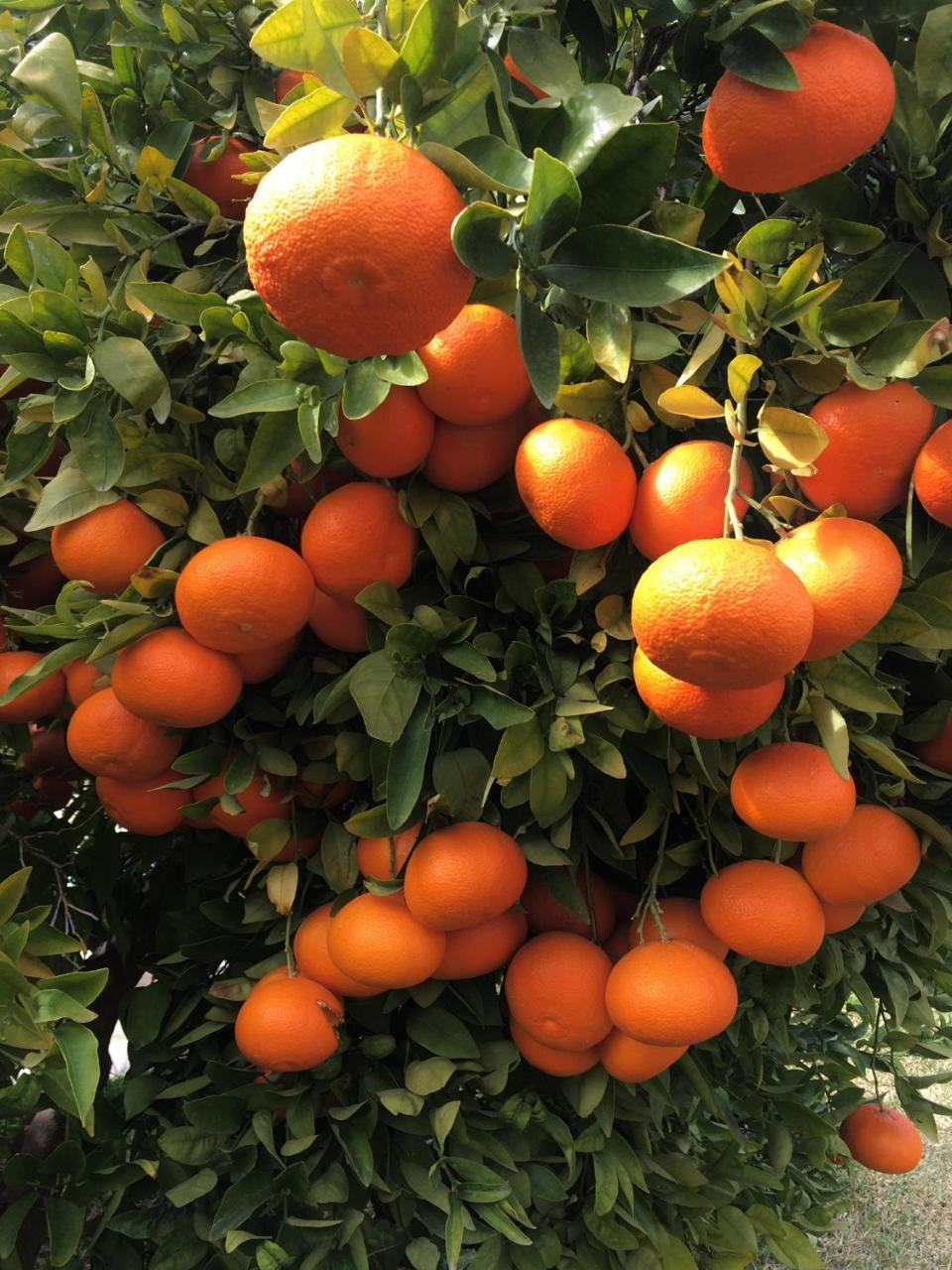 Finca Cas Sant Sóller Eksteriør billede