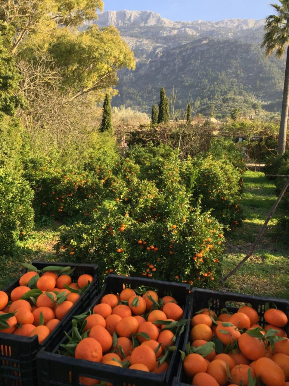 Finca Cas Sant Sóller Eksteriør billede